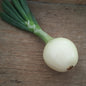 Oignon frais blanche