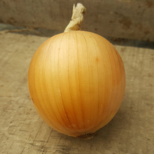 Oignon jaune