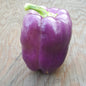 Poivron mauve (petit)