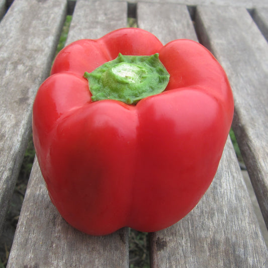 Poivron rouge