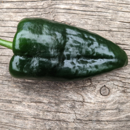 Piment poblano