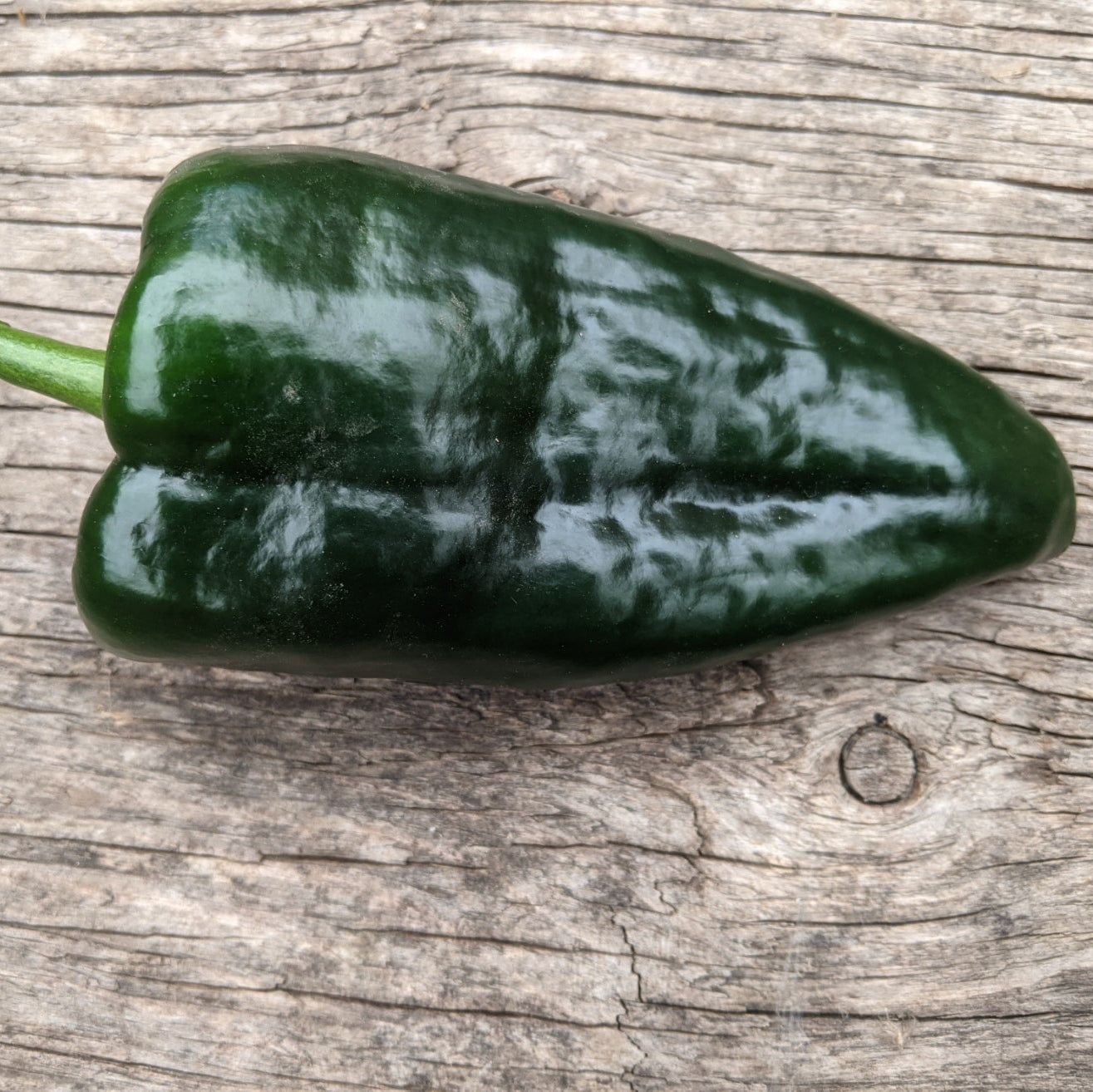 Piment poblano