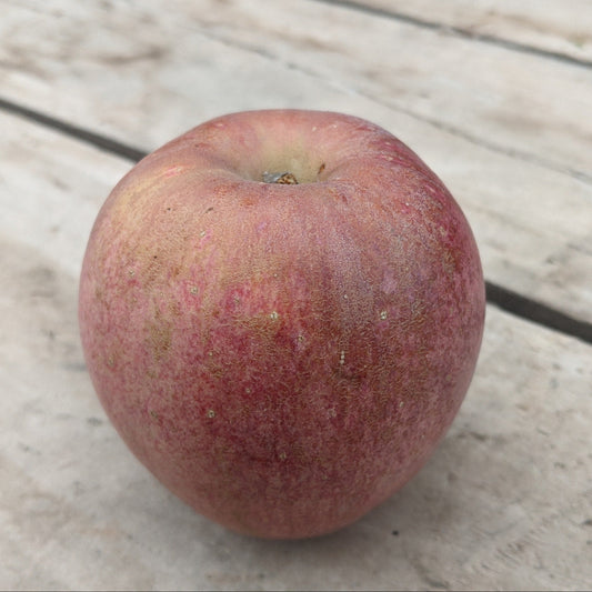 Pommes - Gala Russet (unité)
