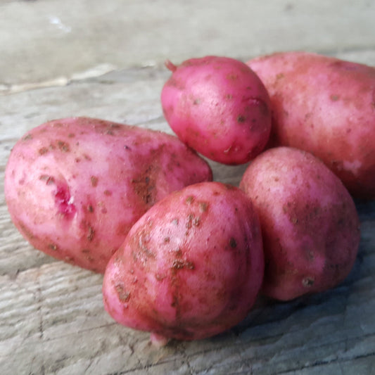 Pomme de terre grelot rouge (1lb)