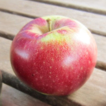 Pommes - Lobo