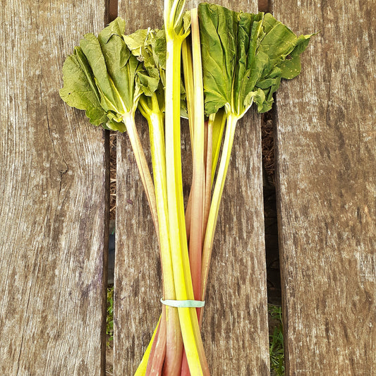 Rhubarbe