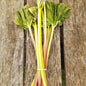 Rhubarbe