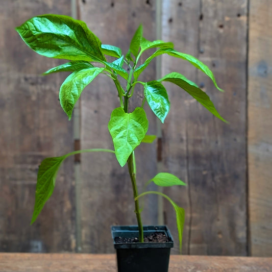 Plant de poivron italien rouge (var. Carmen)
