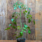 Plant de tomate cerise jaune (var. Apple Yellow)