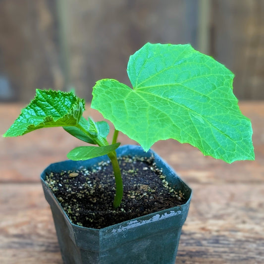 Plant de concombre libanais (var. Magic)