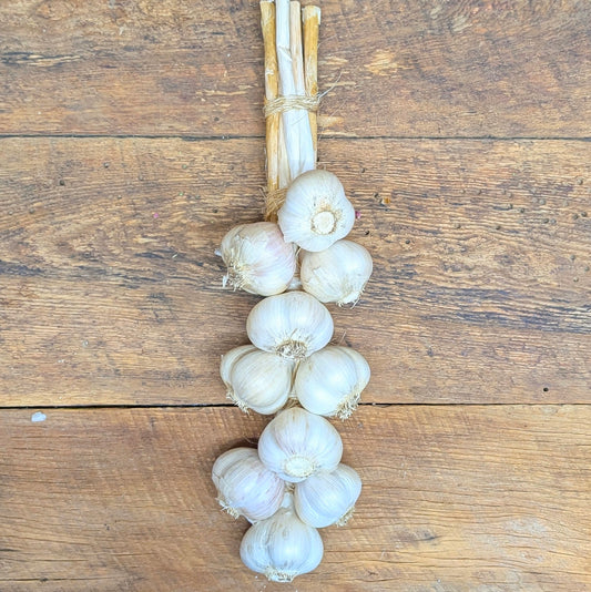 Ail en bouquet - 10 bulbes