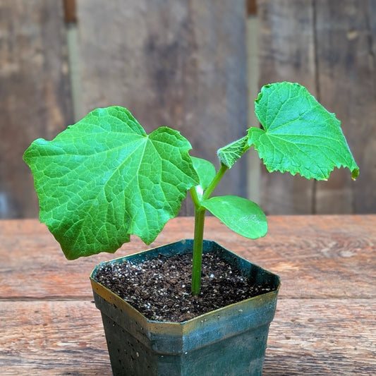 Plant de concombre de champ