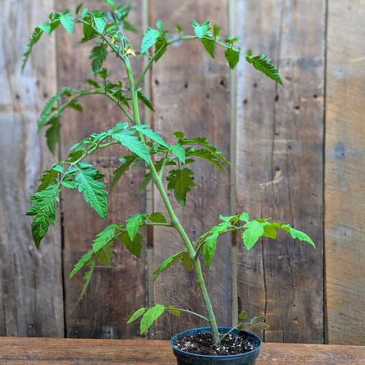 Plant de tomate rouge (var. Caiman)