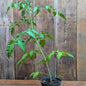 Plant de tomate rouge (var. Caiman)
