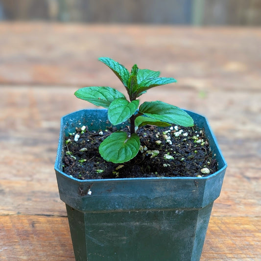 Plant de menthe chocolat