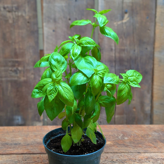 Basilic en pot