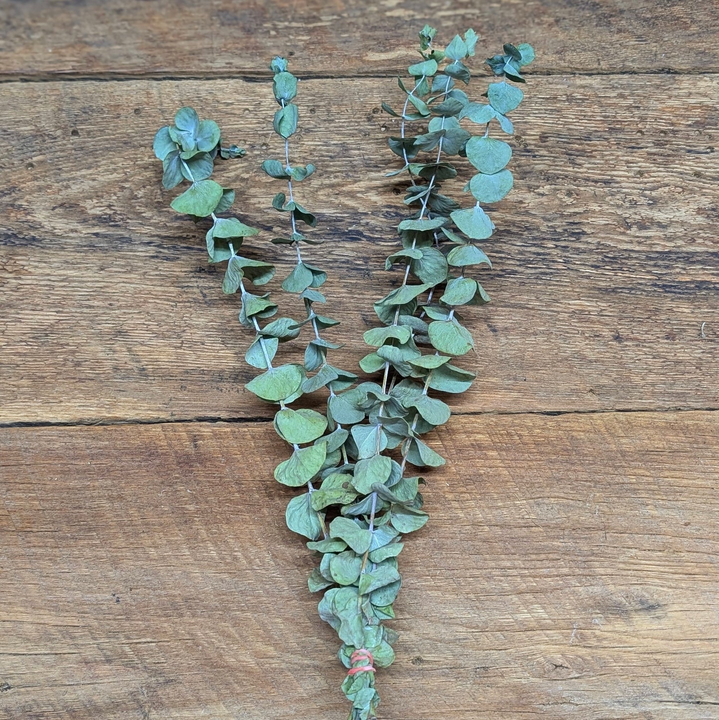 Fleur d'eucalyptus séché (5 tiges) (+ taxe)