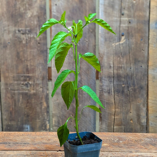 Plant de piment poblano (var. Bastan)