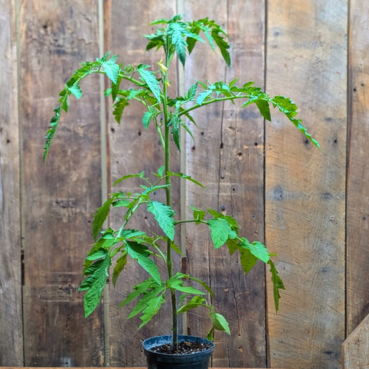 Plant de tomate rose (var. Damsel)