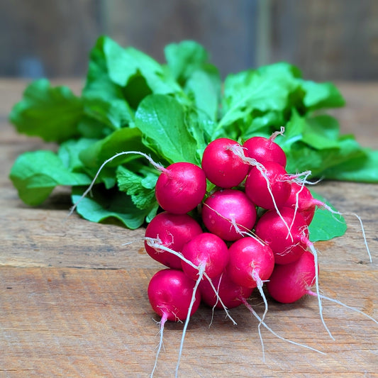 Radis rouge