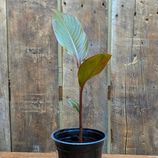 Plant de canna