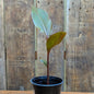 Plant de canna