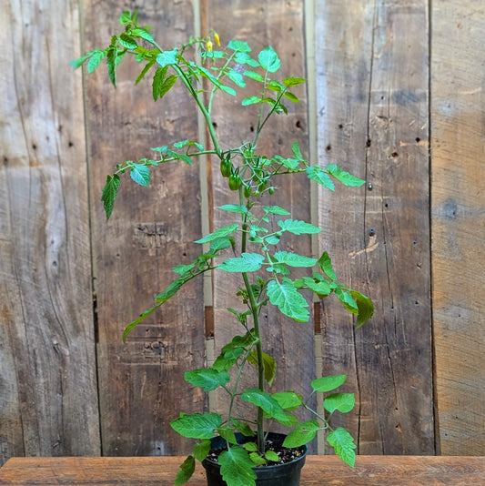 Plant de tomate cerise rouge (var. Valentine)