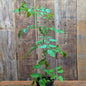 Plant de tomate cerise rouge (var. Valentine)