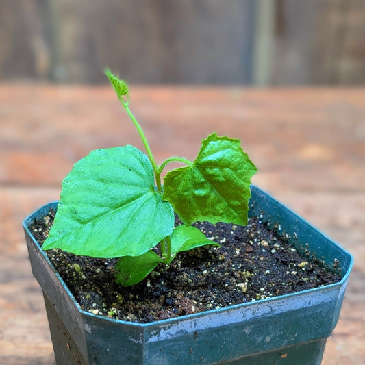 Plant de cucamelon