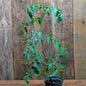 Plant de tomate jaune (var. GinFiz)