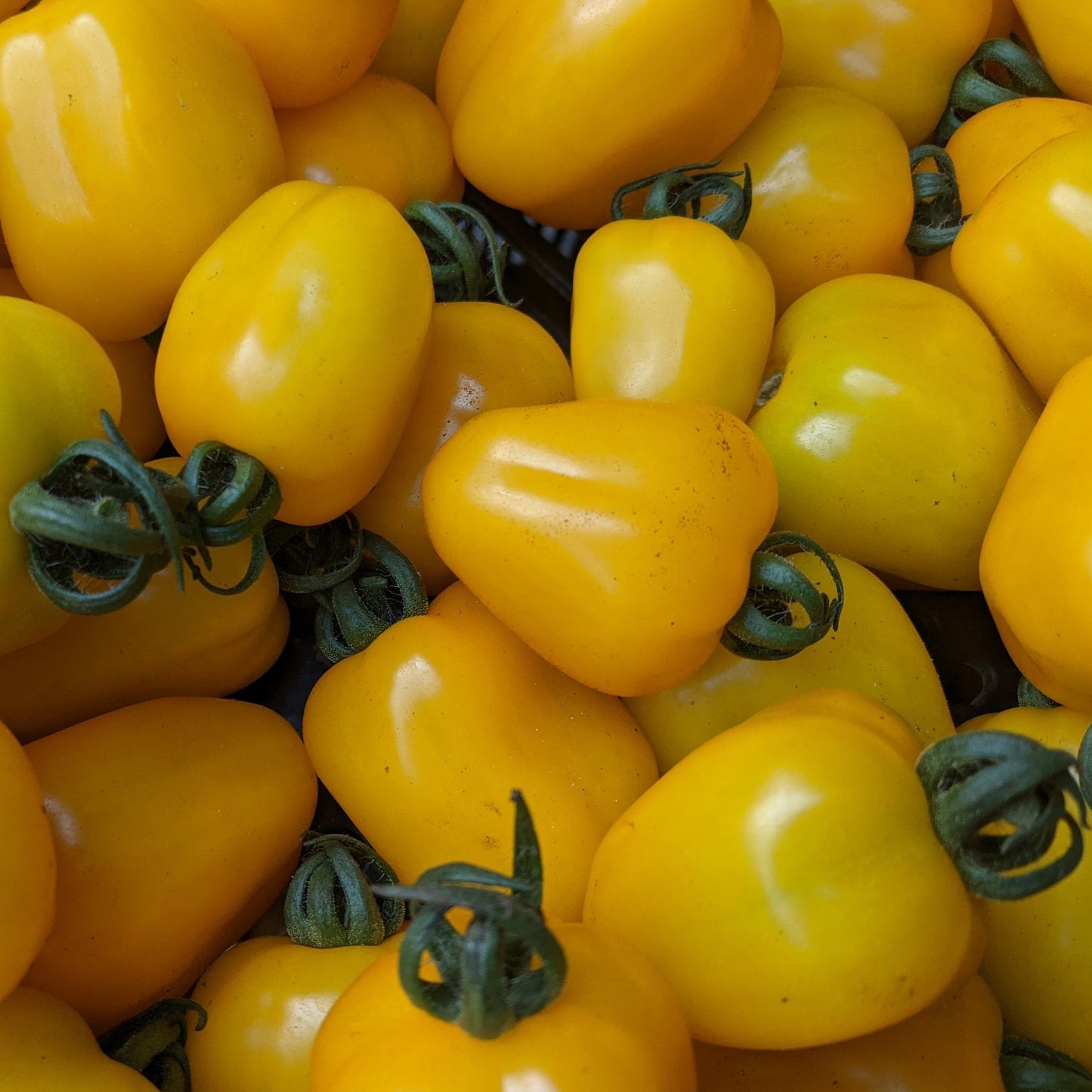 Tomate cerise jaune