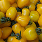 Tomate cerise jaune